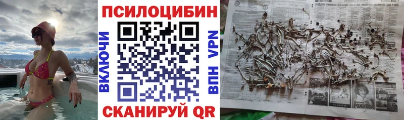 Галлюциногенные грибы Psilocybe  где найти   Зубцов 
